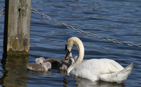 Swan Family II