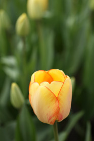 Yellow tulip