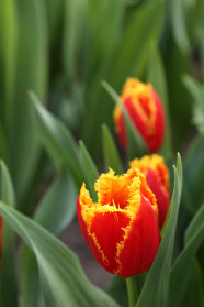 Spikey tulip