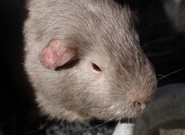 Guinea pig