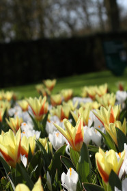 Tulips