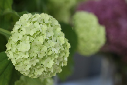 Hydrangea