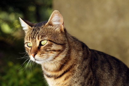 Should I go after it?