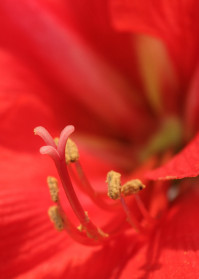 Red Flower