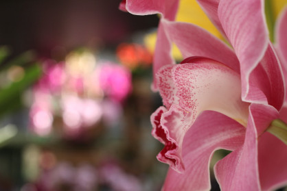 Orchid I