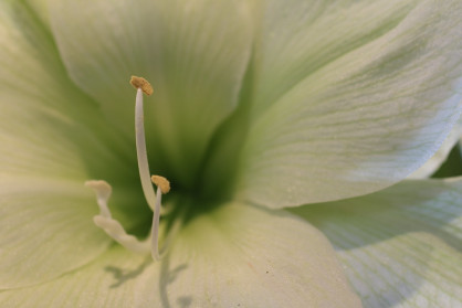 Stamen III