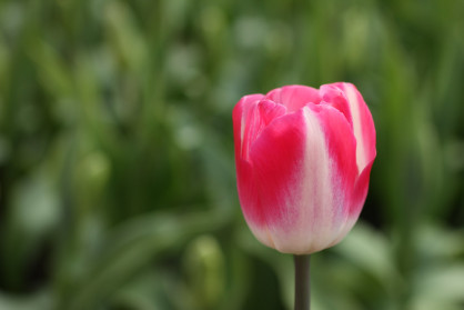 Fuschia tulip