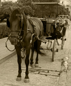 Carriage