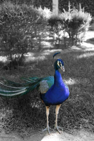 Peacock
