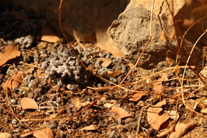 A hyrax was here ...