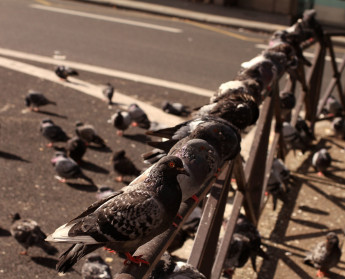Pigeons
