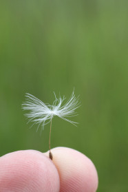 Dandelion II