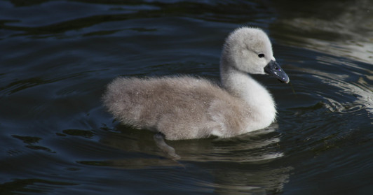Swan Baby