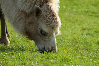 Bactrian Camel II