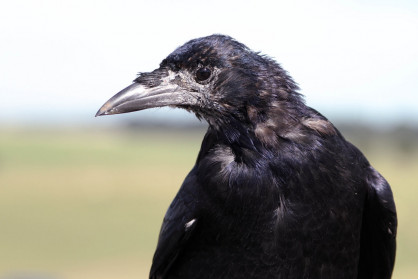 Crow