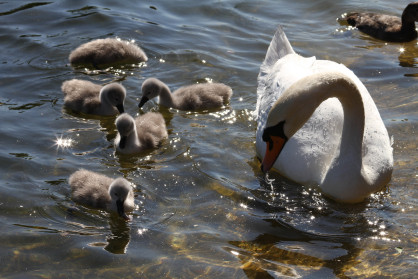 Swan Family I