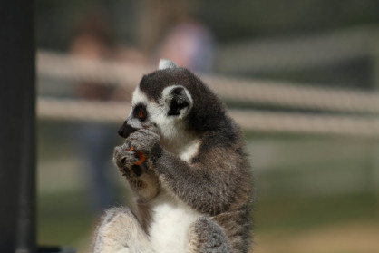 Lemur IV