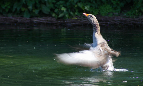 Flying Goose
