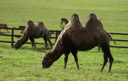 Bactrian camel I