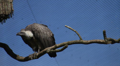 Vulture