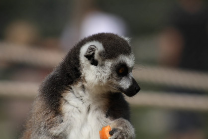 Lemur III