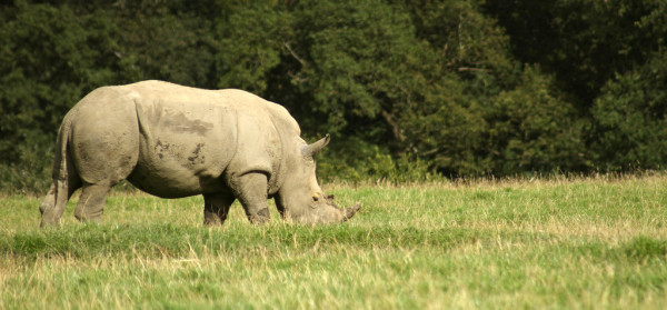 Rhinoceros II