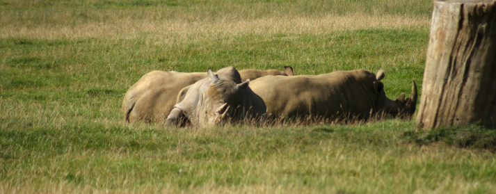 Rhinoceros I