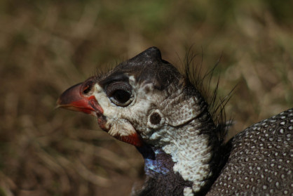 Guineafowl