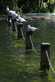 Gulls