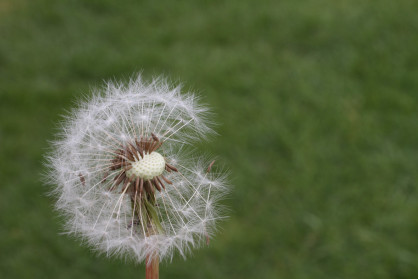 Dandelion I